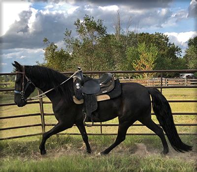 7,500 VERY WELL BROKE RED DUN QUARTER HORSE GELDING, TEAM ROPES BOTH ENDS, HEAD OR HEEL FLEMINGSBURG, KY Private Maisies Instant Cat-14. . Horses for sale in tennessee under 1000
